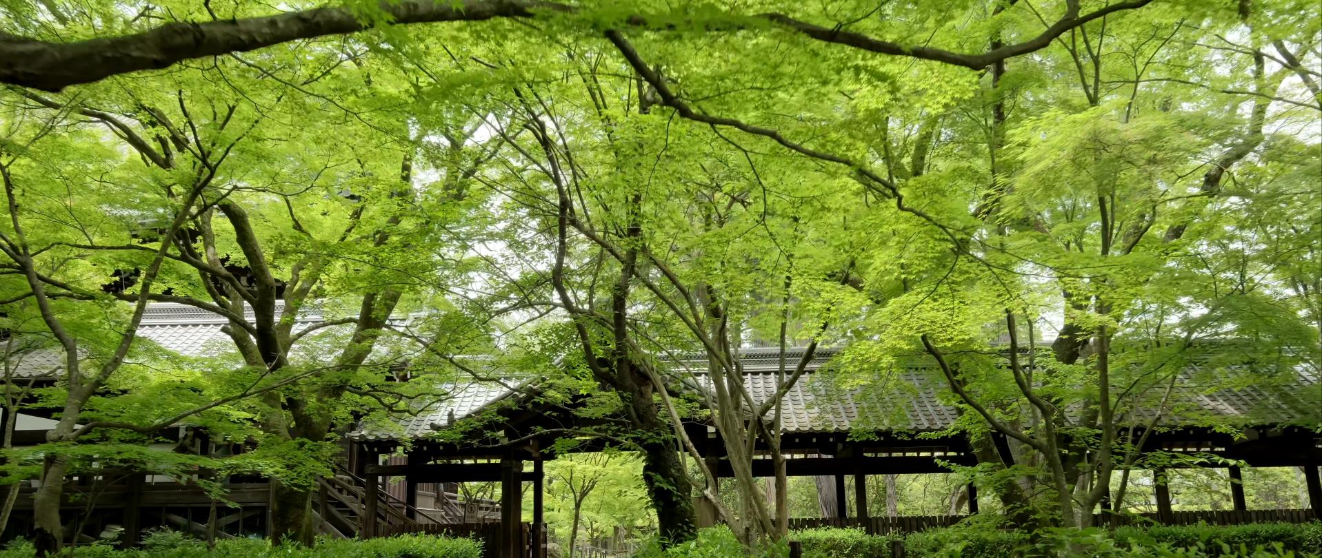 Wabi-Sabi-侘寂庭院,侘寂庭院,京都,侘寂设计,侘寂视频下载,日式侘寂庭院