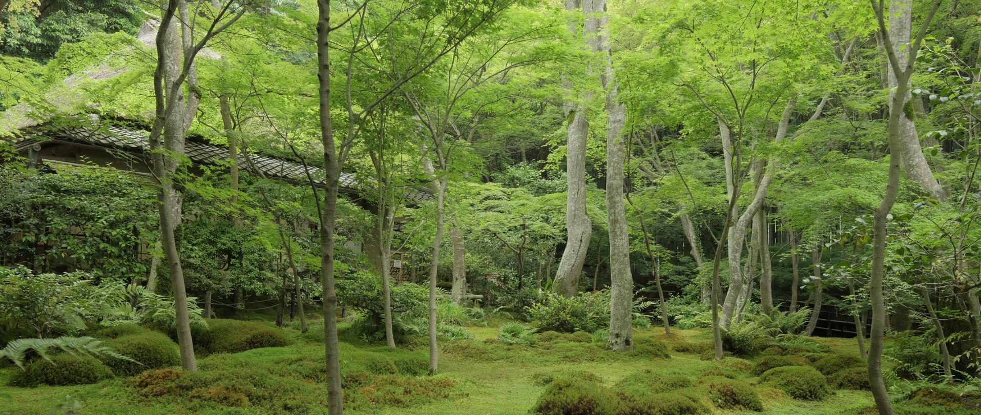 Wabi-Sabi-侘寂庭院,侘寂庭院,京都,侘寂设计,侘寂视频下载,日式侘寂庭院