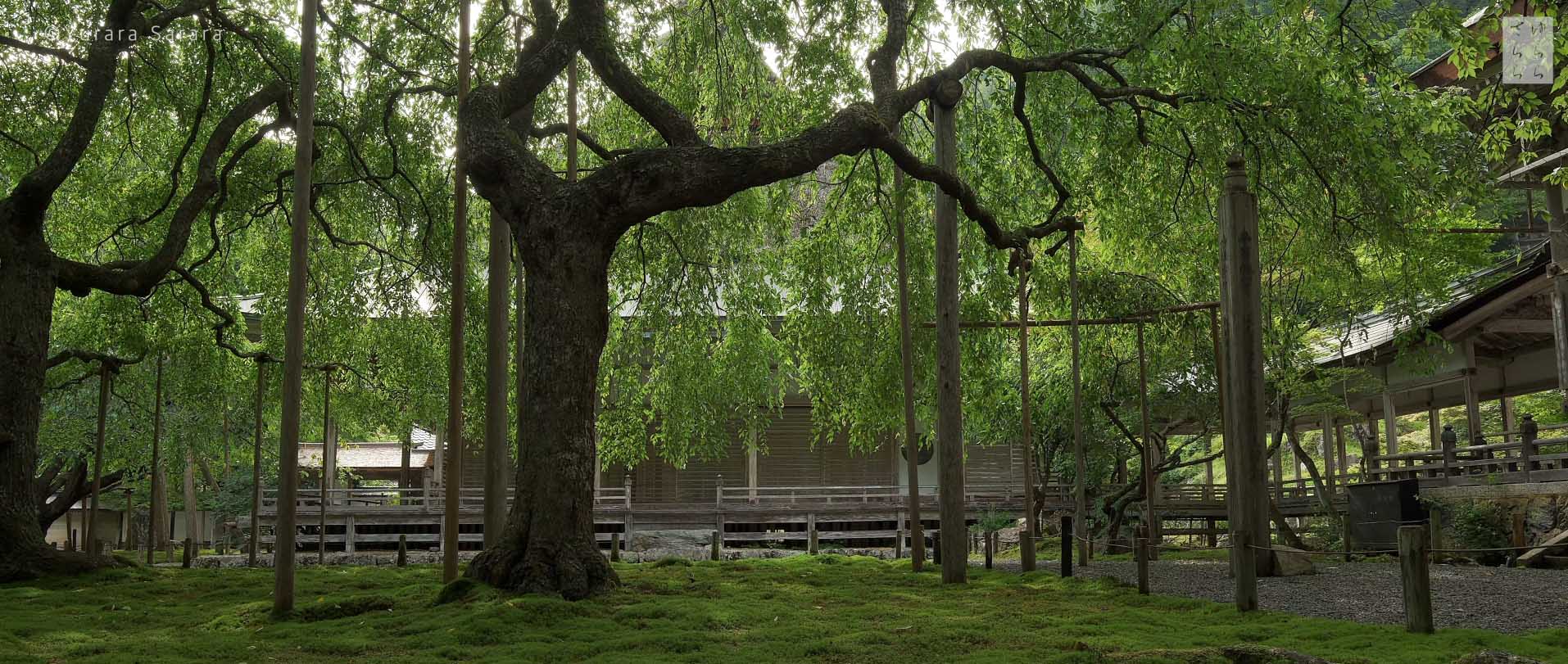 Wabi-Sabi-侘寂庭院,侘寂庭院,日本,侘寂设计,侘寂视频下载,日式侘寂庭院